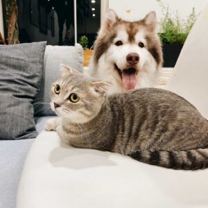 Artículos para Mascotas